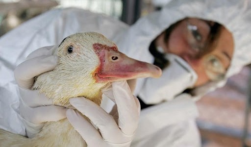 Rusia detecta primeros casos de gripe aviar en humanos