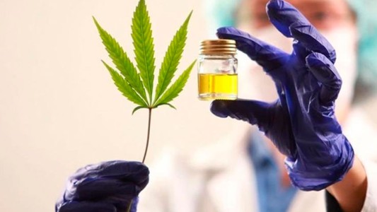 Gollán presentó proyecto para crear la Agencia y el Registro Provincial de Cannabis