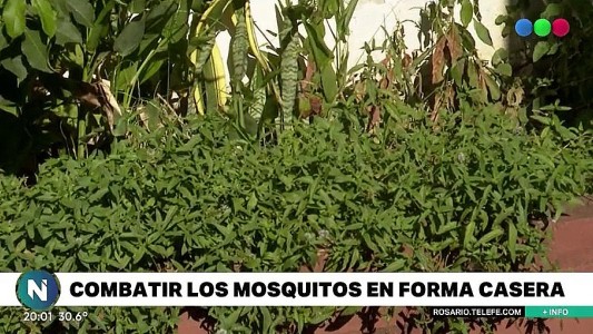 Preparados antimosquitos: caseros, simples y baratos