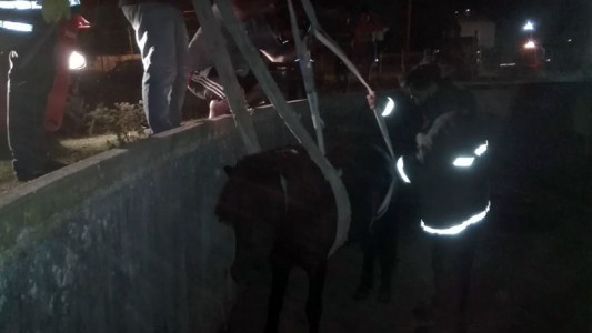 Rescataron caballo que cayó a un inmenso piletón de una fábrica de gas