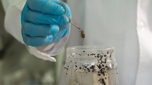Desarrollan un insecticida para mosquitos, moscas y vinchucas que no daña el medio ambiente