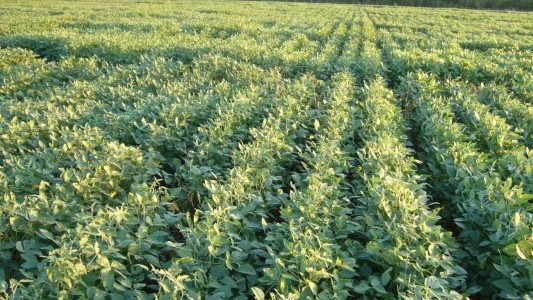 Alerta roja para la soja de segunda: el 60% está regular y malo en la región