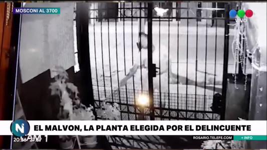 No se salvan ni las macetas. Robos grabados en zona sur