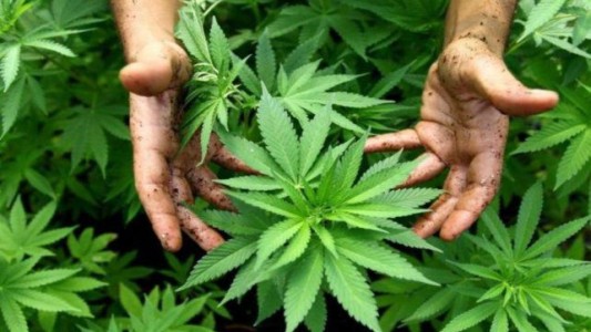 Reprocann: El Gobierno reglamentó el registro de autocultivo de cannabis medicinal