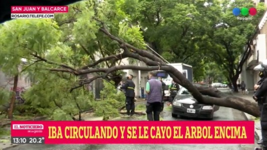 Video: un árbol cayó encima de un auto en San Juan y Balcarce