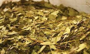 Argentina logró la apertura del mercado indio para la yerba mate