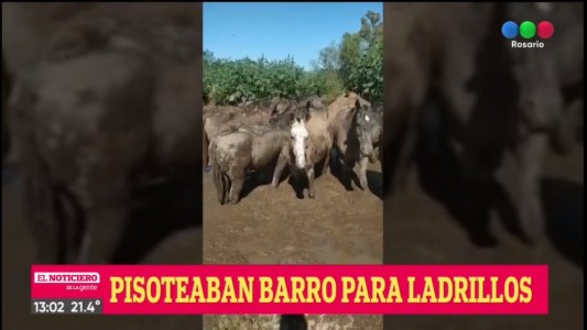 Rescataron a 11 caballos que realizaban trabajos forzosos