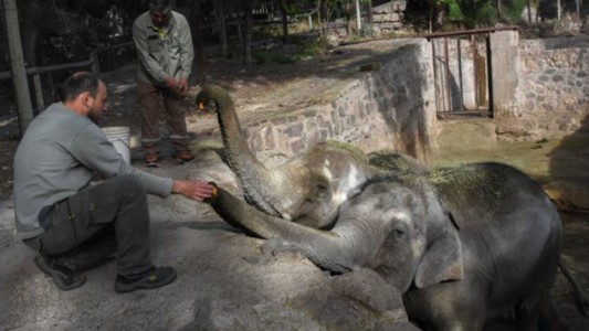 Preparan el traslado de dos elefantes del Ecoparque mendocino a un santuario de Brasil