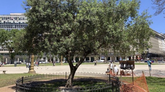 El olivo que plantó el papa Francisco en la Plaza de Mayo cumple 21 años