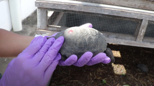 Policía fue detenido por tráfico de 185 crías de tortuga gigante de Galápagos