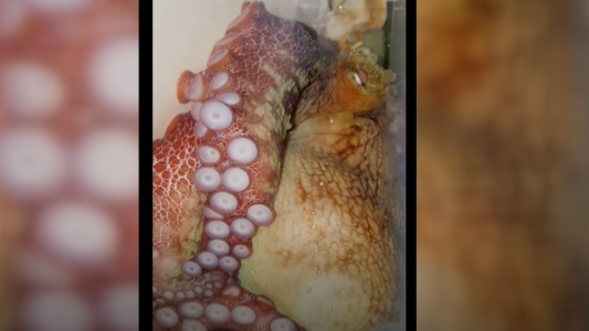 Video: estudio demostró que los pulpos sueñan y tienen diferentes tipos de experiencias