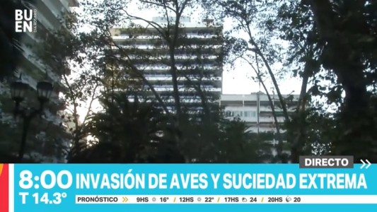 Suciedad extrema: una invasión de golondrinas se situó en la Plaza Pringles