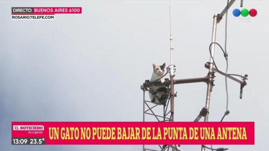 Desesperado pedido de rescate por un gato que se subió a una antena y no puede bajar