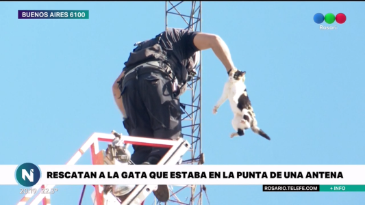 Video: así rescataron a la gatita que estaba atrapada a 30 metros de altura