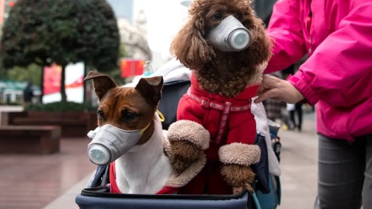 Coronavirus: Rusia aprobó la primera vacuna para mascotas