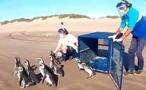Doce pingüinos rescatados en la costa atlántica fueron devueltos al mar por ambientalistas