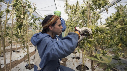 Avanza la iniciativa sobre regulación del uso medicinal de cannabis