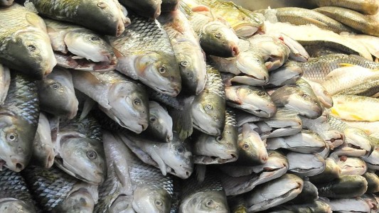 Detectan residuos de 42 fármacos en peces