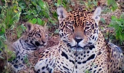 Reintroducen a tres yaguaretés a su hábitat natural del Parque Nacional Iberá