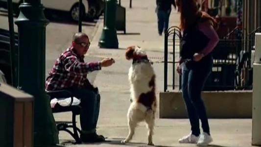 Video: el perro que aprendió a caminar como los humanos tras ser atropellado