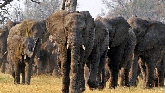 Una manada de elefantes aplastó a un cazador furtivo