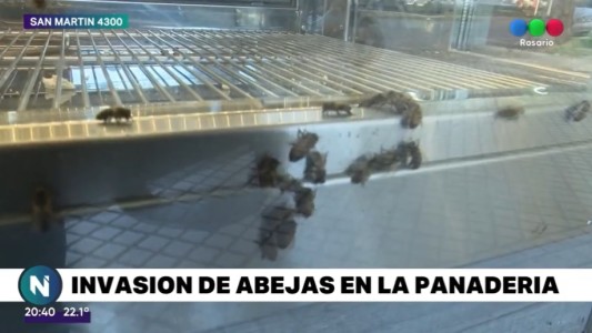 Conmoción por invasión de abejas en una panadería de zona sur