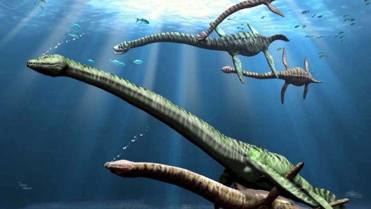 Revelan diferencias entre machos y hembras en reptil marino de 70 millones de años de antigüedad