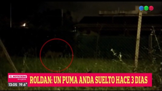 Peligro: continúa la búsqueda del puma que apareció en Roldán