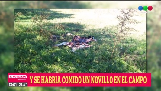 Alerta: continúa la desesperada búsqueda del Puma en Roldán