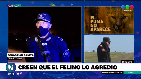 Puma suelto: despliegan nuevo operativo de prevención