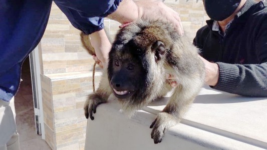 Santa Fe: rescataron un monito carayá que tenían cautivo en una casa