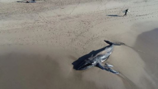 Una ballena apareció muerta en el sur de Mar del Plata