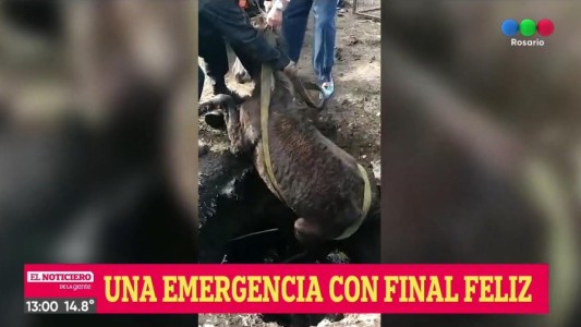 La Policía rescató a un caballo que había caído en un pozo ciego