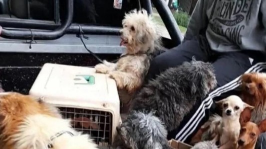 Allanaron un criadero clandestino de perros en Corrientes con 40 animales en estado de abandono