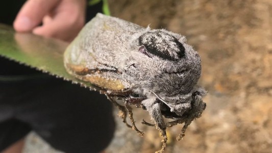 Hallaron una polilla gigante en una escuela