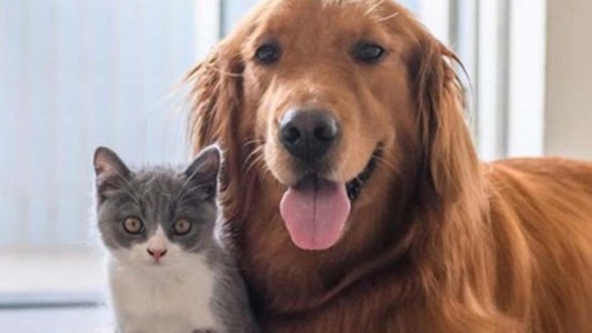 Estudios demostraron que se puede querer más a una mascota que a una pareja