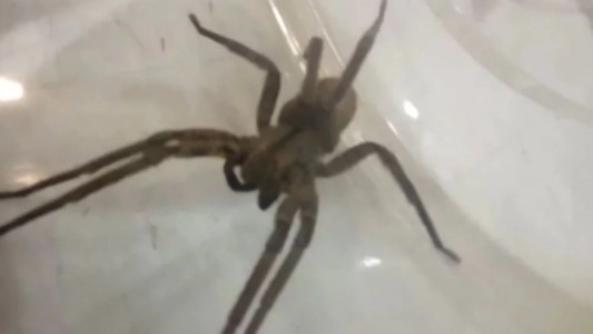 Video: apareció en Mar del Plata una araña "bananera", muy agresiva y venenosa