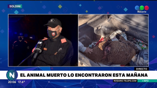 ¿Otro puma suelto? Un animal atacó a dos ovejas en Soldini