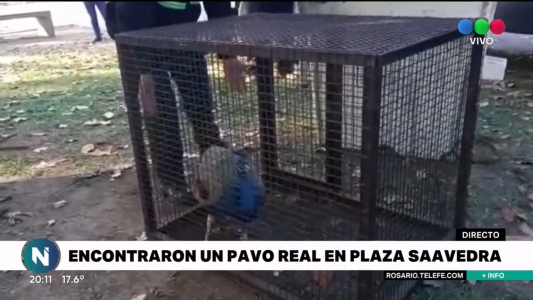 Ninguna pavada: encontraron un pavo real en plaza Saavedra