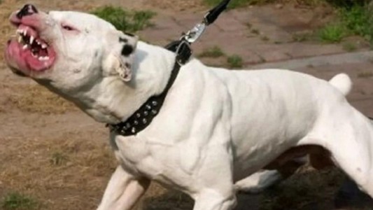 Timbúes: perra pitbull atacó al dueño de una casa y lo mató