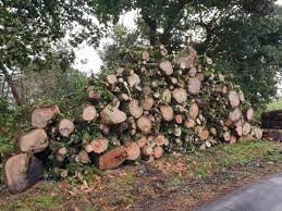 Allanan el Ministerio de Medio Ambiente de Brasil por tráfico de madera amazónica