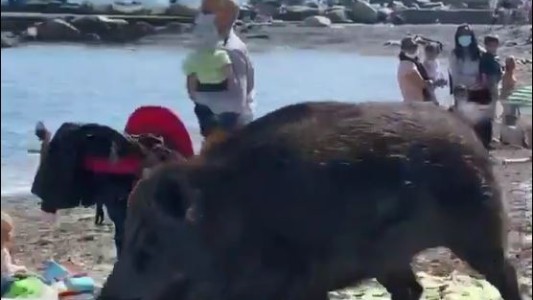 Un jabalí sorprende a los turistas que descansaban en la playa