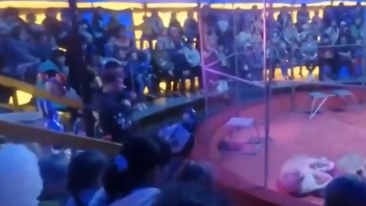 Terror en el circo: una leona atacó a su domador durante una función