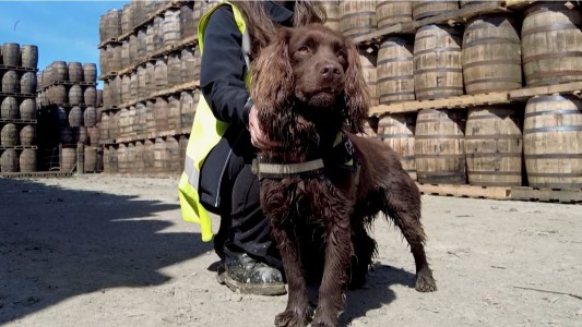 El perro que controla la buena fabricación del whisky