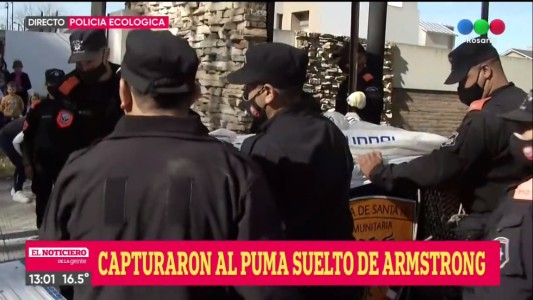 Capturaron a un puma en Armstrong