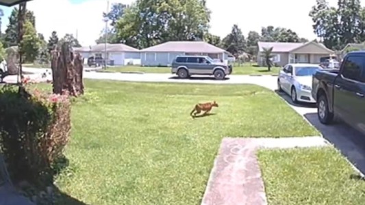 Video: le disparó a un perro suelto que se le vino encima en la calle e hirió a su hijo