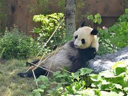 El posible embarazo de una hembra panda revaloriza acciones en la bolsa de Tokio