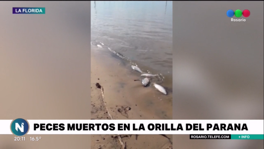 Aparición de gran cantidad de peces muertos en la zona de la Florida