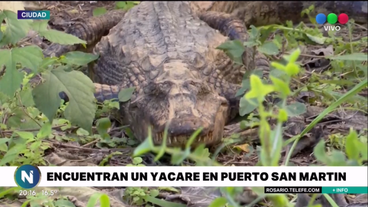 Rescataron “Luis”, otro yacaré negro en las costas de Puerto San Martín
