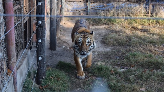 Rescataron un tigre y una leona en una casona del sur santafesino